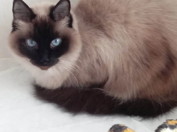 Gato raça Siamês com srd  idade 2 anos nome Gatinha linda 