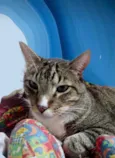 Gato raça Srd idade 2 anos nome Tigue rajado lindo 