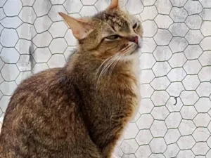 Gato raça Srd  idade 2 anos nome Ruivinho lindo 