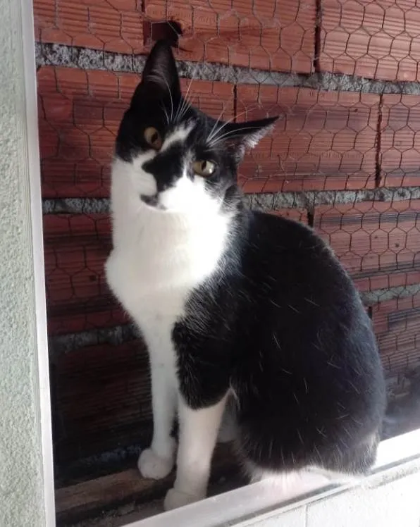 Gato raça Srd idade 1 ano nome Linguiça linda 