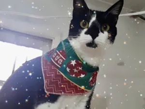 Gato raça Srd idade 1 ano nome Linguiça linda 
