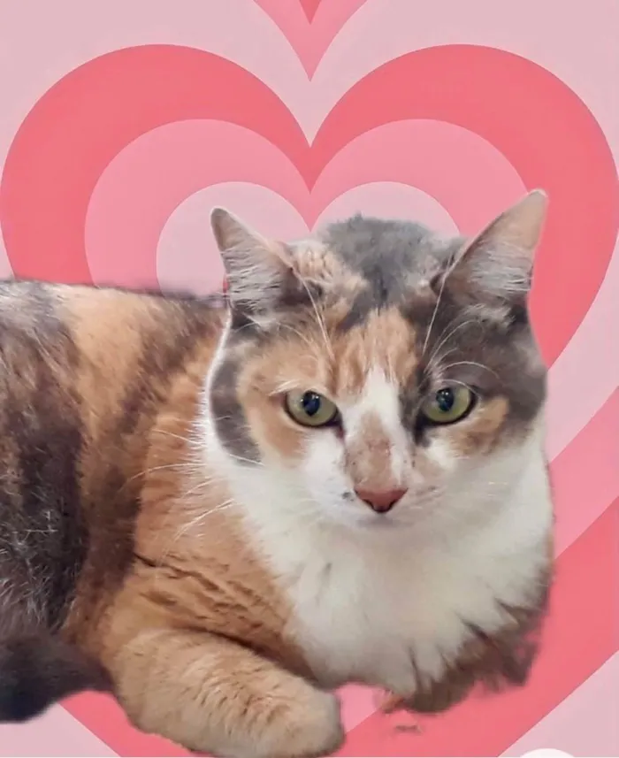 Gato raça Srd idade 1 ano nome Fumaça belíssima 