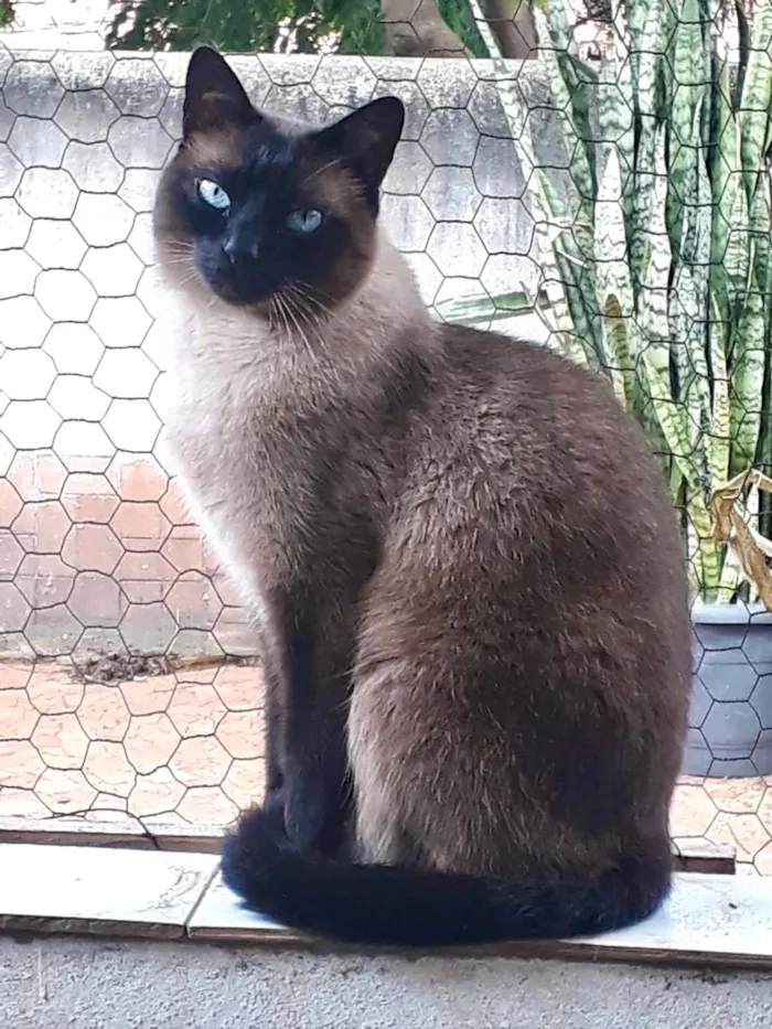 Gato raça Siamês  idade 1 ano nome Nick siamês lindo 