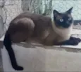Gato raça Siamês  idade 1 ano nome Nick siamês lindo 