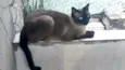 Gato raça Siamês  idade 1 ano nome Nick siamês lindo 
