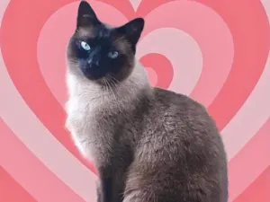 Gato raça Siamês  idade 1 ano nome Nick siamês lindo 