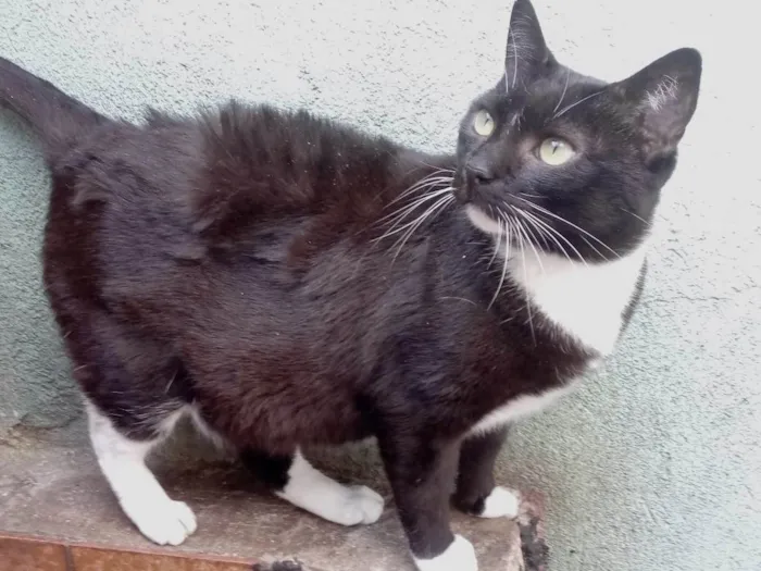 Gato raça Srd idade 1 ano nome Ariane belíssima 