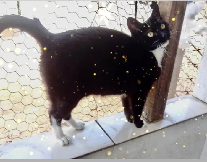 Gato raça Srd idade 1 ano nome Ariane belíssima 