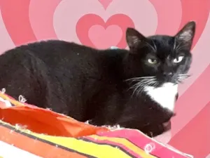 Gato raça Srd idade 1 ano nome Ariane belíssima 