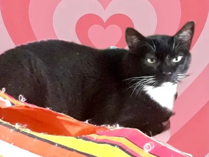 Gato raça Srd idade 1 ano nome Ariane belíssima 