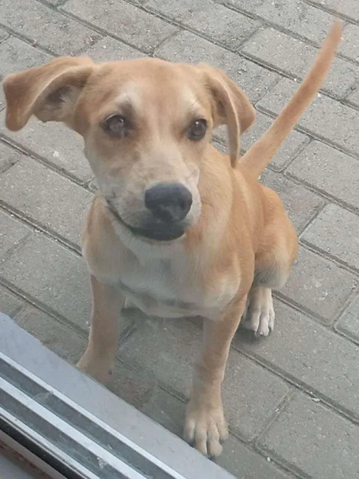 Cachorro ra a Indefinida idade 2 a 6 meses nome Príncipe 