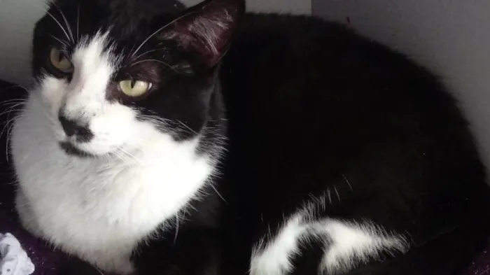 Gato raça Srd idade 1 ano nome Diego gatão lindo 