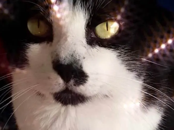 Gato raça Srd idade 1 ano nome Diego gatão lindo 