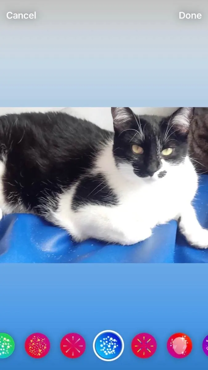 Gato raça Srd idade 2 anos nome Sarah linda gatinha 