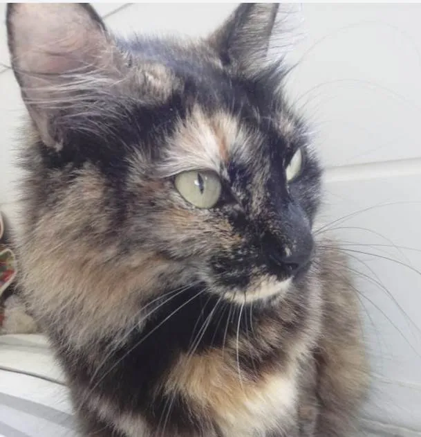 Menina gatinha linda