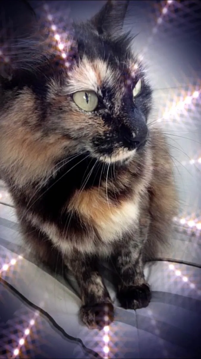 Menina gatinha linda