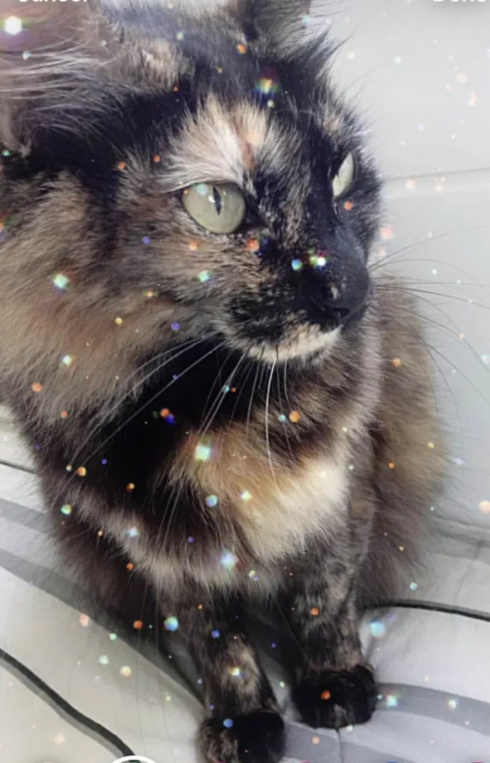 Gato raça Srd idade 2 anos nome Menina gatinha linda