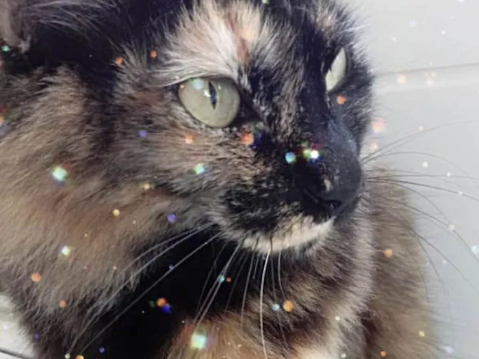 Gato raça Srd idade 2 anos nome Menina gatinha linda