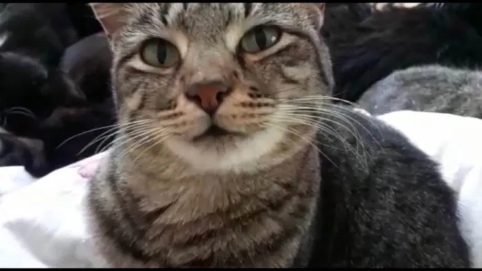 Gato raça Srd idade 1 ano nome Giorgio Armani lindo