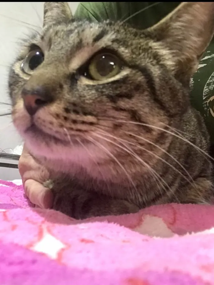 Gato raça Srd idade 1 ano nome Gucci belíssimo 