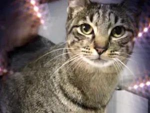 Gato raça Srd idade 1 ano nome Gucci belíssimo 