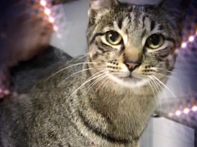 Gato raça Srd idade 1 ano nome Gucci belíssimo 