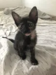 Fofo 