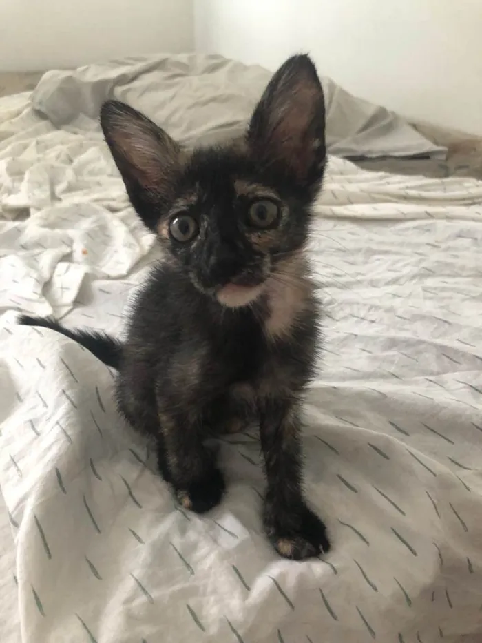 Gato ra a Doméstica  idade Abaixo de 2 meses nome Fofo 