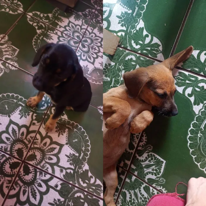 Cachorro raça  idade 2 a 6 meses nome Emi e Jimmy