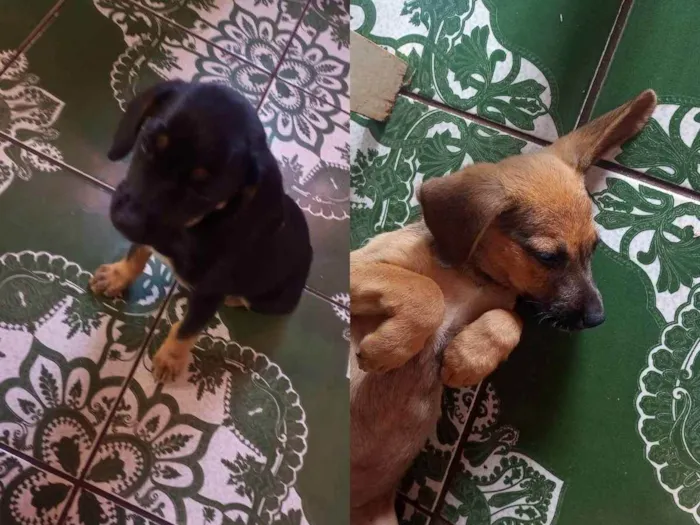 Cachorro raça  idade 2 a 6 meses nome Emi e Jimmy