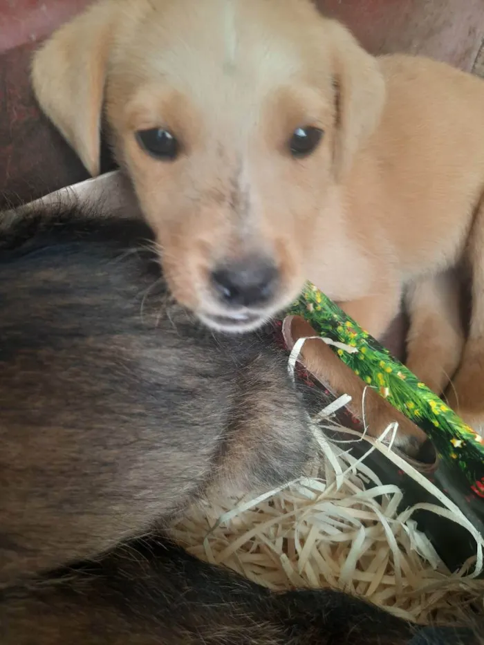 Cachorro ra a Não sei ao certo  idade 2 a 6 meses nome Sem nomes ainda 