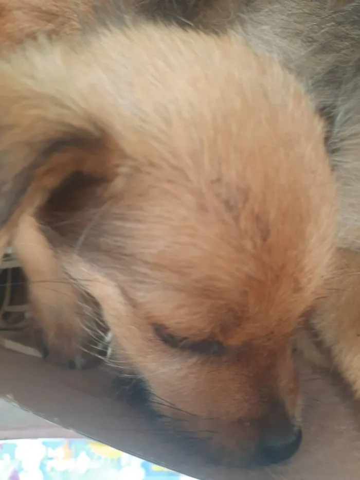 Cachorro ra a Não sei ao certo  idade 2 a 6 meses nome Sem nomes ainda 