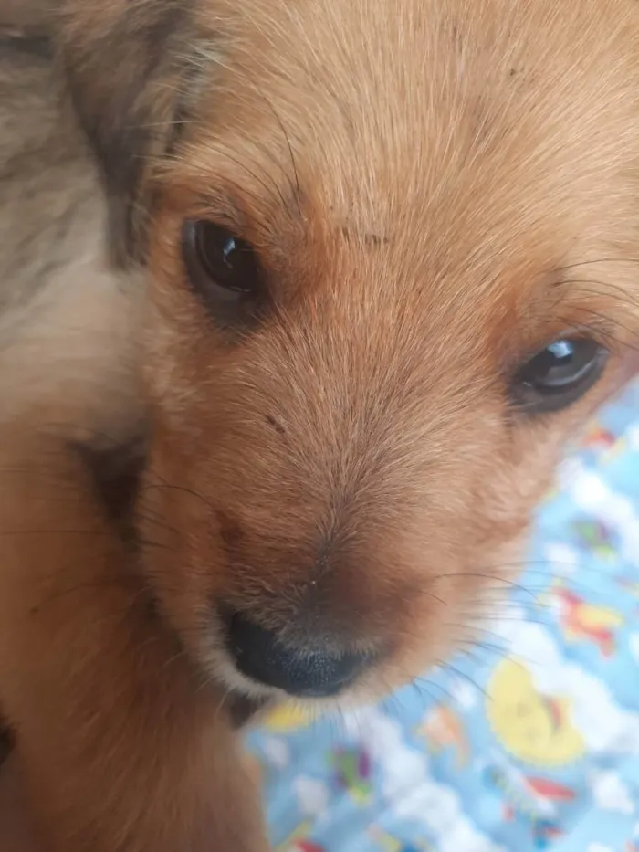 Cachorro ra a Não sei ao certo  idade 2 a 6 meses nome Sem nomes ainda 