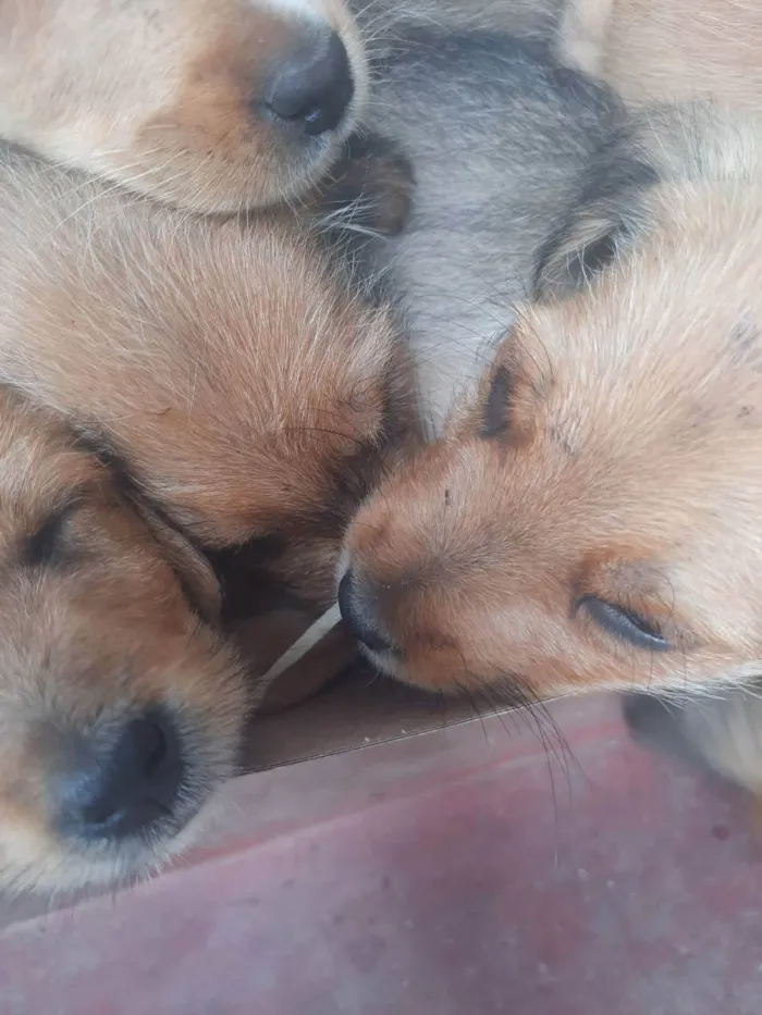 Cachorro ra a Não sei ao certo  idade 2 a 6 meses nome Sem nomes ainda 