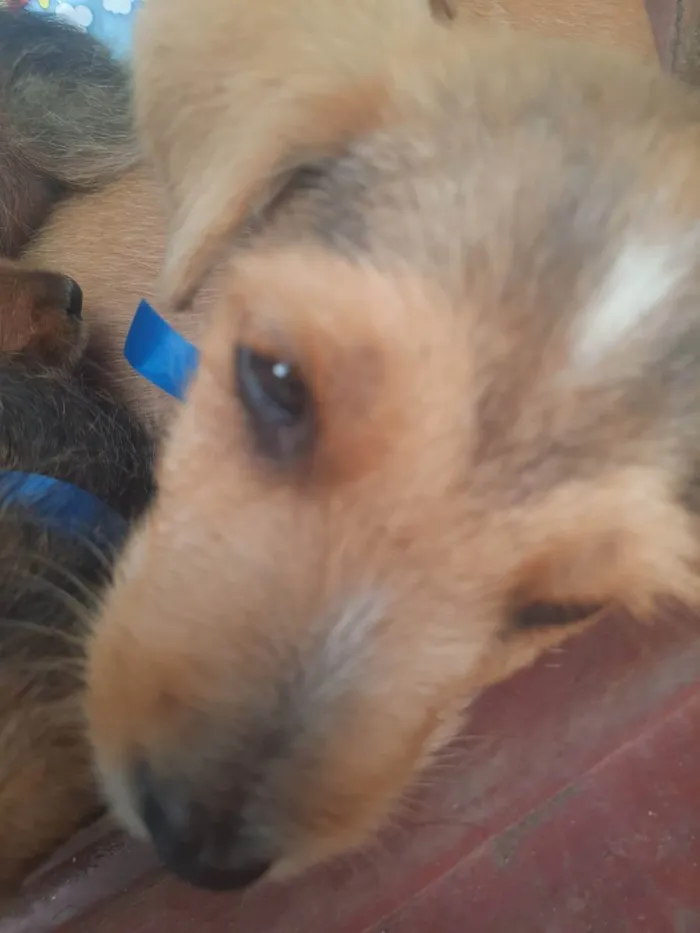 Cachorro ra a Não sei ao certo  idade 2 a 6 meses nome Sem nomes ainda 