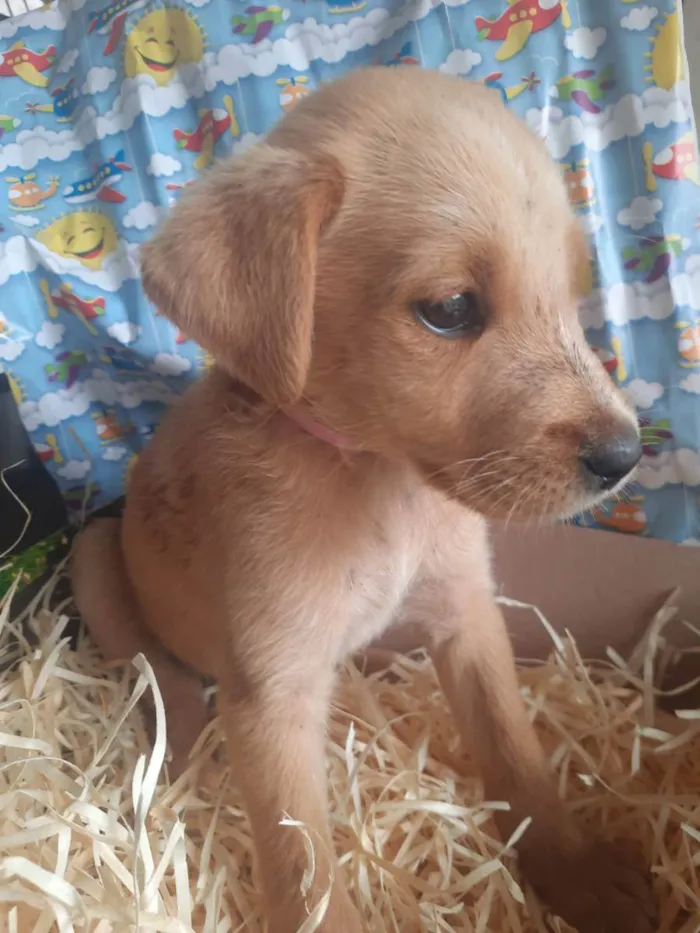 Cachorro ra a Não sei ao certo  idade 2 a 6 meses nome Sem nomes ainda 