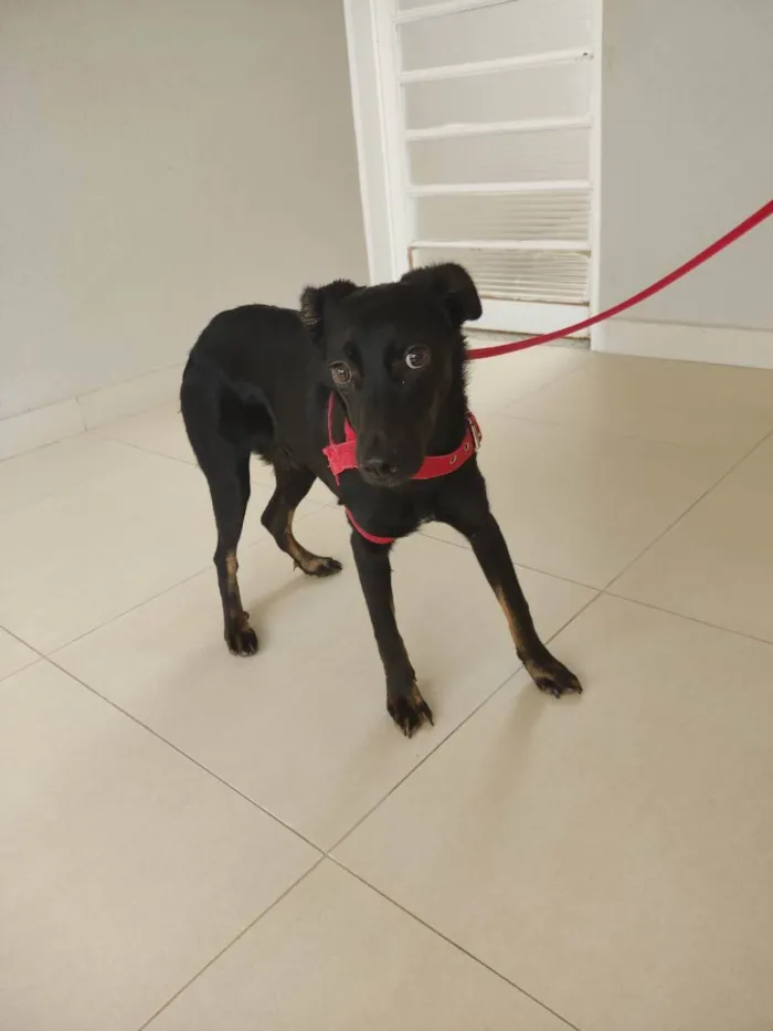 Cachorro ra a Vira lata idade 2 a 6 meses nome Neguinha 