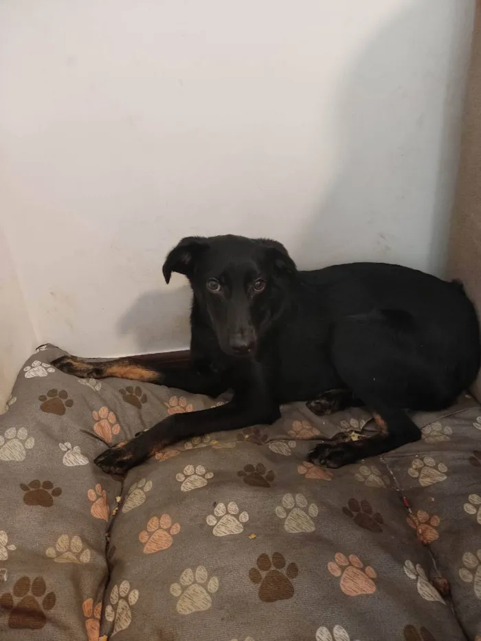 Cachorro ra a Vira lata idade 2 a 6 meses nome Neguinha 