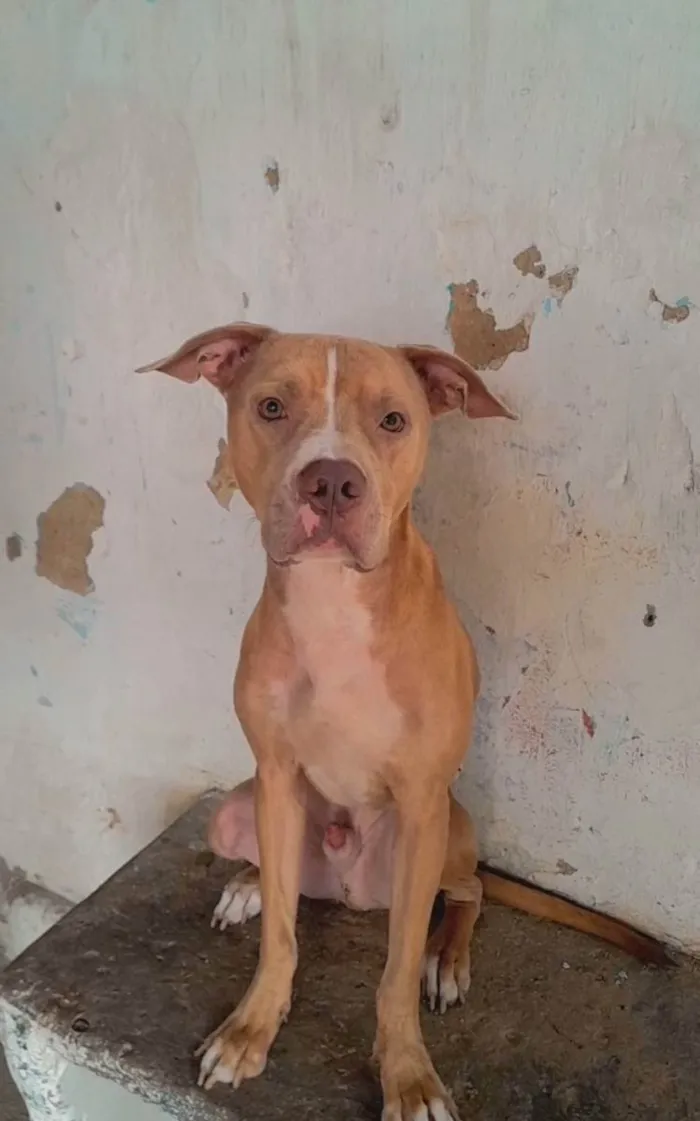 Cachorro ra a Pitbuul idade 1 ano nome Shopper