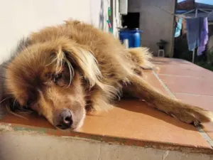 Cachorro raça Vira lata idade 6 ou mais anos nome Cacau