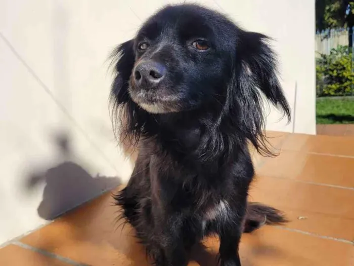 Cachorro ra a Vira lata idade 5 anos nome Pretinha
