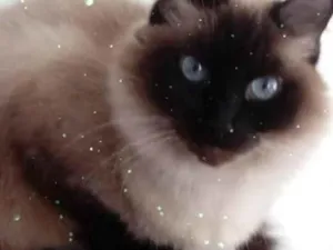 Gato raça Siamês com srd  idade 2 anos nome Gatinha linda 