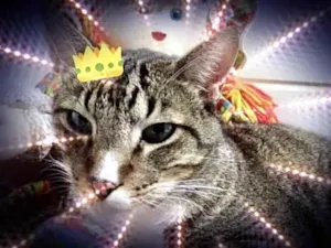 Gato raça Srd idade 2 anos nome Tigue rajado lindo 