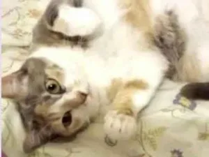 Gato raça Srd idade 1 ano nome Fumaça belíssima 