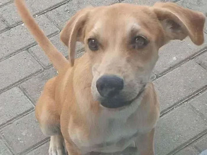 Cachorro ra a Indefinida idade 2 a 6 meses nome Príncipe 