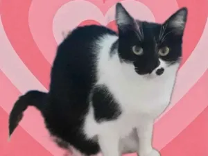 Gato raça Srd idade 2 anos nome Sarah linda gatinha 