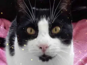 Gato raça Srd idade 1 ano nome Pitoco super Fofo 