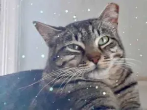 Gato raça Srd idade 1 ano nome Giorgio Armani lindo