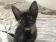 Fofo 