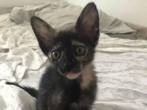 Gato raça Doméstica  idade Abaixo de 2 meses nome Fofo 